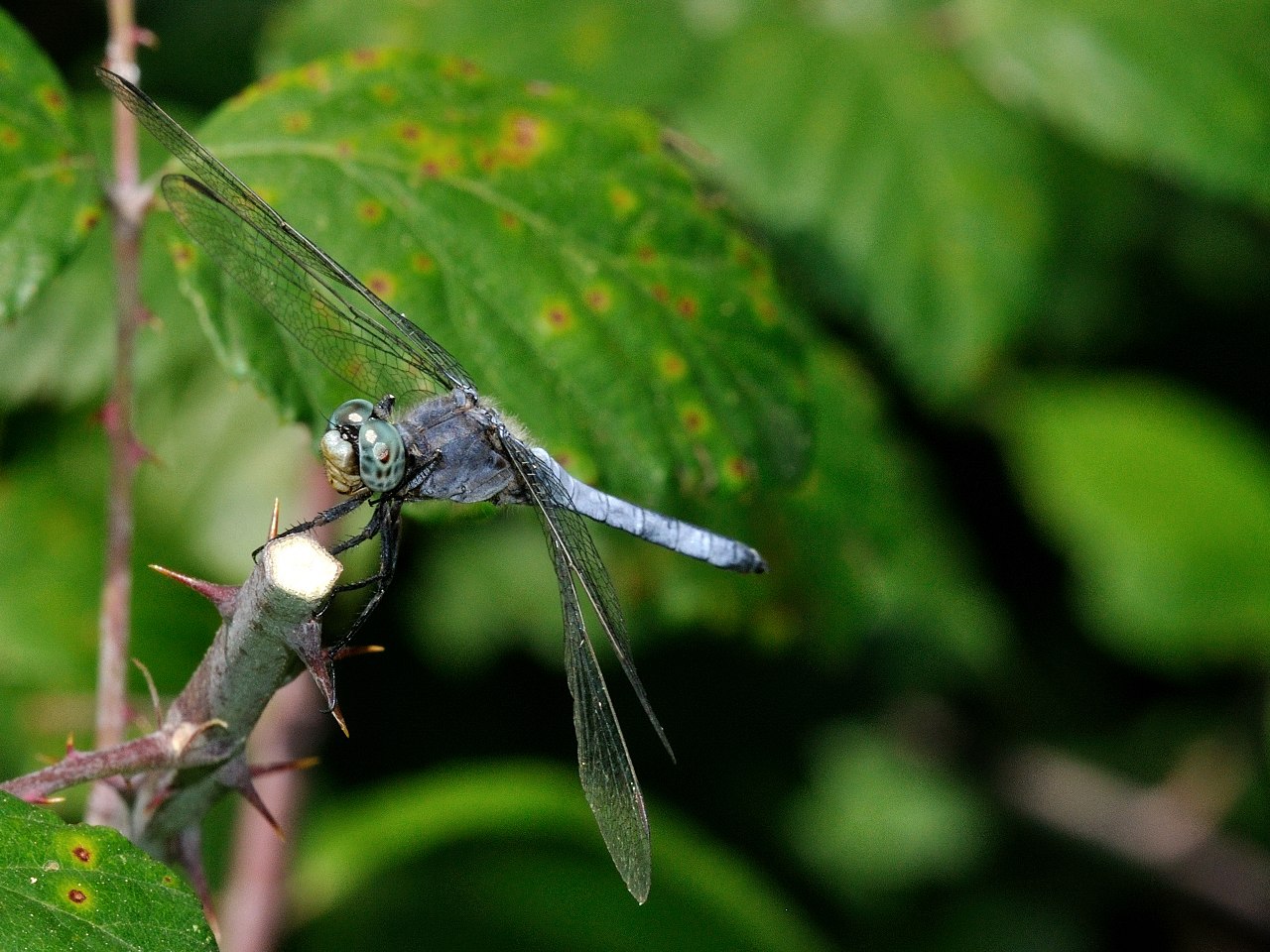 Orthetrum coerulescens ? - S